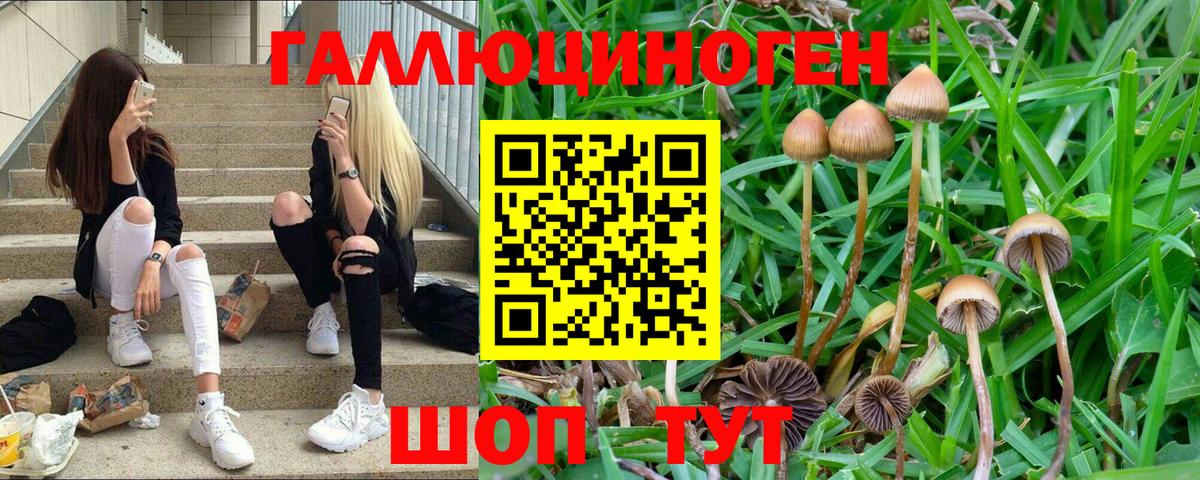 Лениногорск  Псилоцибиновые грибы Cubensis  Вход с VPN 